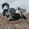 1cy fuscus in August, ringed in Finland. (81365 bytes)